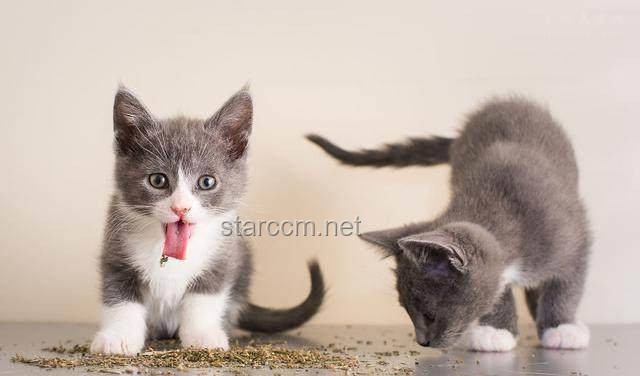 **断眉找到了属于自己的猫薄荷：一场关于自我发现与成长的奇妙之旅**