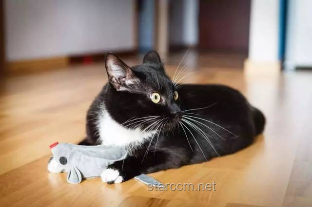**断眉找到了属于自己的猫薄荷：一场关于自我发现与成长的奇妙之旅**